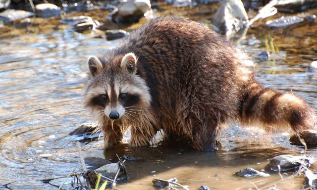 Ρακούν βολτάρει στην πλάτη αλιγάτορα (photo)