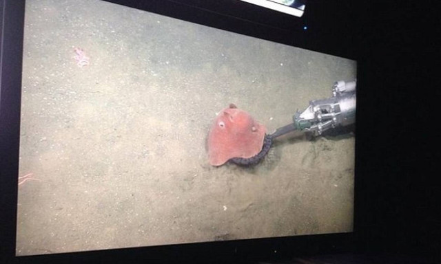 Μπορεί ένα χταπόδι να είναι τρισχαριτωμένο; Κι όμως μπορεί! (photo)