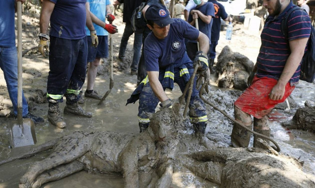 Γεωργία: Τίγρη που ξέφυγε από ζωολογικό κήπο σκότωσε άνθρωπο (video)