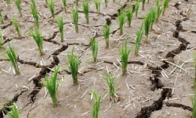 Βόρεια Κορέα: Αντιμέτωπη με τη χειρότερη ξηρασία των τελευταίων ετών (video)