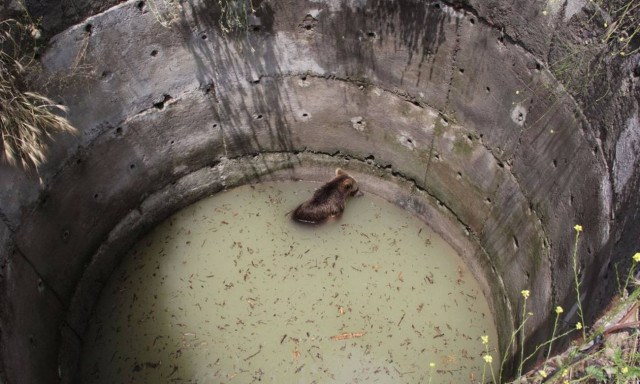 Τετραπέρατη αρκουδίτσα: Δείτε πώς κατάφερε να γλιτώσει από ένα πηγάδι (pics)