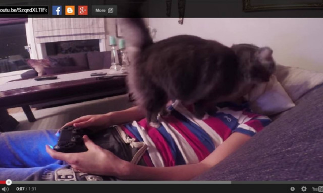 Η γάτα που αποφασίζει τι θα κάνεις (video)