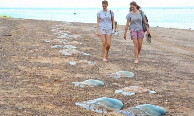 Τεράστιες μέδουσες στις παραλίες της Βρετανίας (photos)