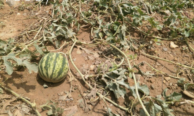 Καταστροφές στην Ξάνθη από το χαλάζι (video)