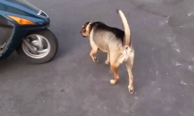 Εύβοια: Καταζητείται δικυκλιστής που κλώτσησε και σκότωσε σκύλο