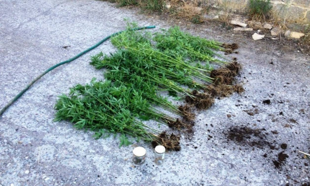 Μεσολόγγι: Συνελήφθη 57χρονος για καλλιέργεια κάνναβης