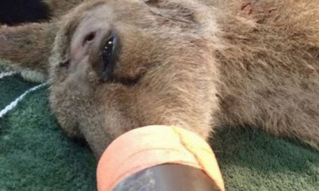 Καγκουρό χτυπήθηκε στο κεφάλι με βέλος αλλά... όλα καλά (video)