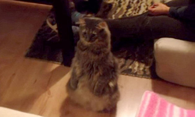 Γάτα... κεραυνόπληκτη συναντά για πρώτη φορά το νέο μέλος της οικογένειας (video)