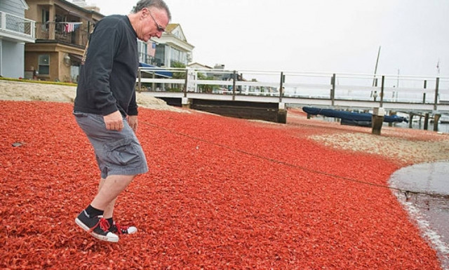 Καλιφόρνια: Παραλία κατελήφθη από εκατομμύρια κόκκινα καβούρια (video)