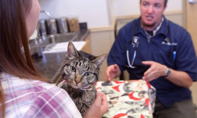 Συσκεύασαν τη γάτα κατά λάθος και τη βρήκαν μετά από 2 μήνες... ζωντανή!