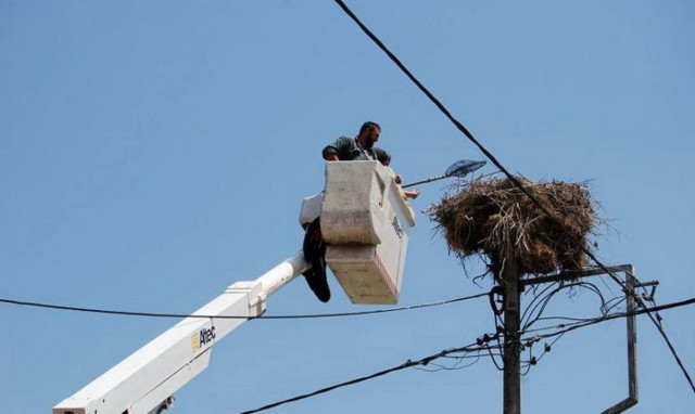 Έβρος: Καλή η φετινή αναπαραγωγική περίοδος για τους πελαργούς
