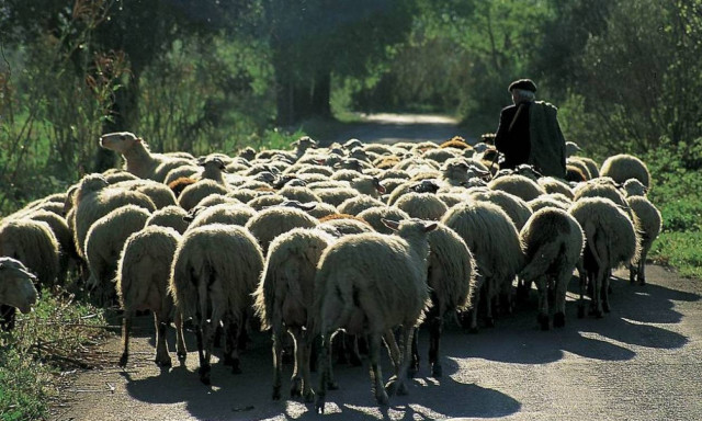 Ιωάννινα: Ώρες αγωνίας για βοσκό που αγνοείται εδώ και 3 ημέρες