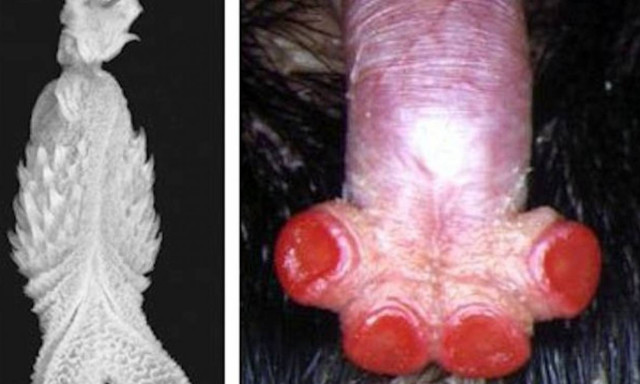 Δείτε το απόκοσμο πλάσμα με το πιο περίεργο γεννητικό όργανο του πλανήτη! (photo)