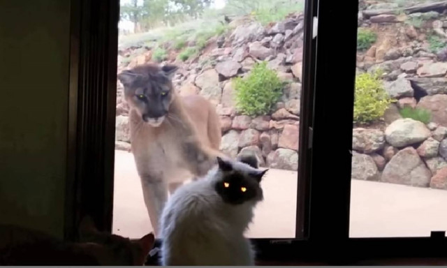 Γάτα αδιαφορεί πραγματικά για τη μεγάλη γάτα (video)