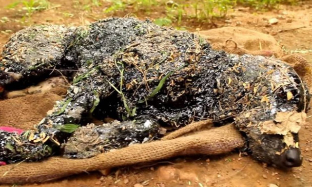 Ινδία: Δραματική διάσωση σκύλου που έπεσε σε πίσσα (video)