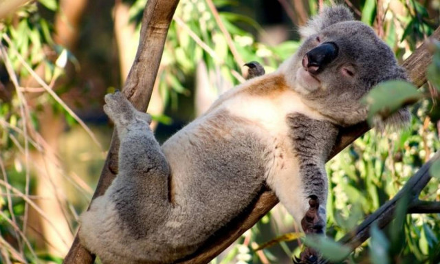 Έτσι θα κοιμηθείτε σε μόλις 60… δευτερόλεπτα! (video)