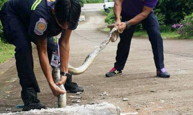 Ταϊλάνδη: Διάσωση πύθωνα 3 μέτρων