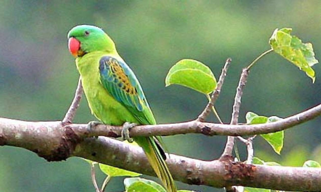 Ανακαλύφθηκε γιατί ο παπαγάλος... παπαγαλίζει!