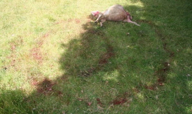 Σατανιστές θυσίασαν πρόβατο στην επαρχία της Αγγλίας