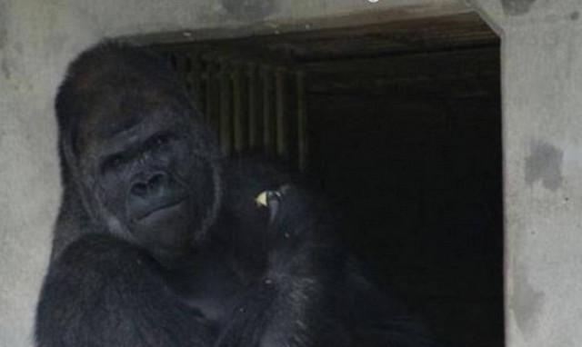 Ο πιο όμορφος γορίλας του πλανήτη κάνει τις γυναίκες να λιποθυμούν! (photos)