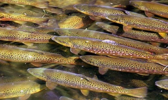 Απαγορευμένη ουσία εντοπίστηκε σε πέστροφες