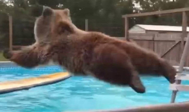 Η καλύτερη «μπόμπα» της Ιστορίας σε πισίνα έγινε από… αρκούδα! (video)