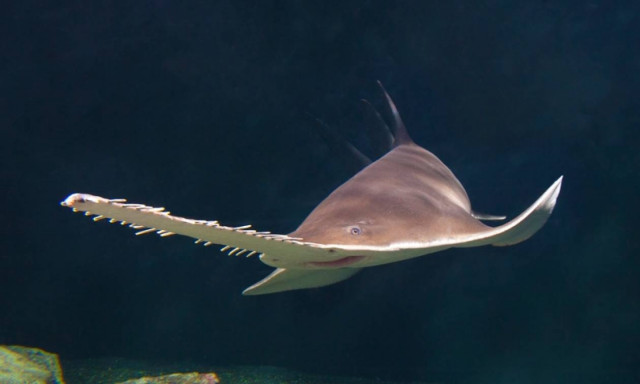 Δείτε το γιγάντιο θαλάσσιο «τέρας» με… πριόνι που εμφανίστηκε στη Φλόριντα! (video)