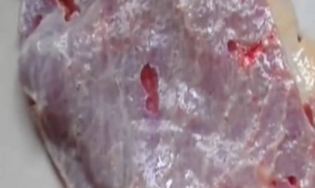 Αυτό το ωμό κρέας που... κουνιέται θα σας κάνει χορτοφάγους! (video)