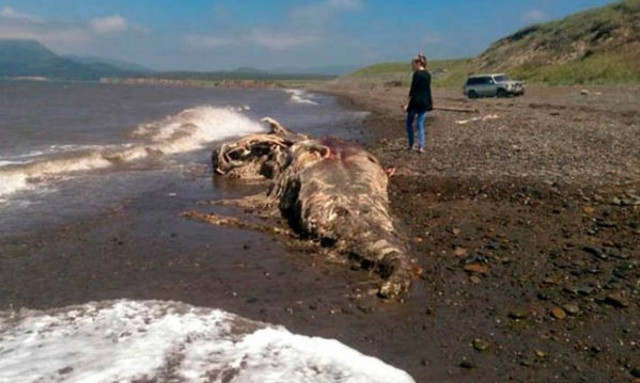Μεταλλαγμένο προϊστορικό «τέρας» με ρύγχος, μαλλιά και… γούνα εμφανίστηκε στη Ρωσία (photos)