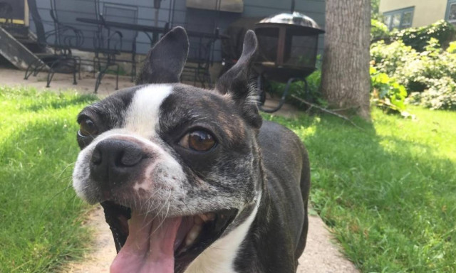 Σκύλος ρίχνει θανατηφόρα ματιά σε... άσπονδο εχθρό του (photos)