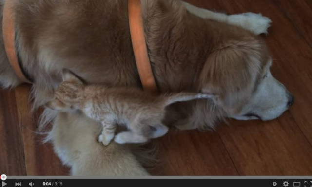 Σαν τη γάτα με το σκύλο... αλλά καμία σχέση (video)