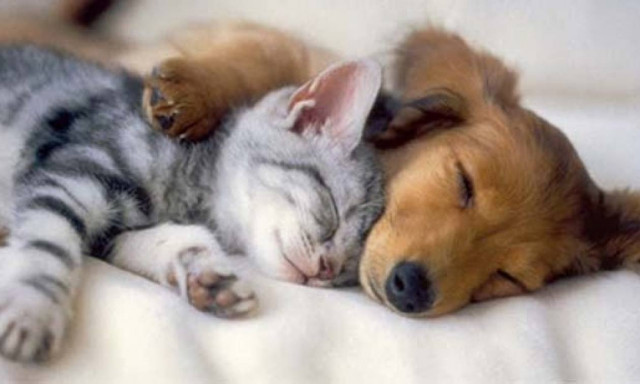 Διερευνήθηκαν 44 υποθέσεις κακοποίησης ζώων από το 2014