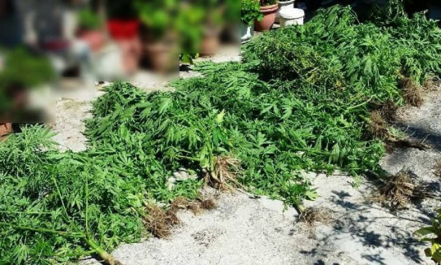 Μαγνησία: Συνελήφθησαν πατέρα και γιος για καλλιέργεια κάνναβης