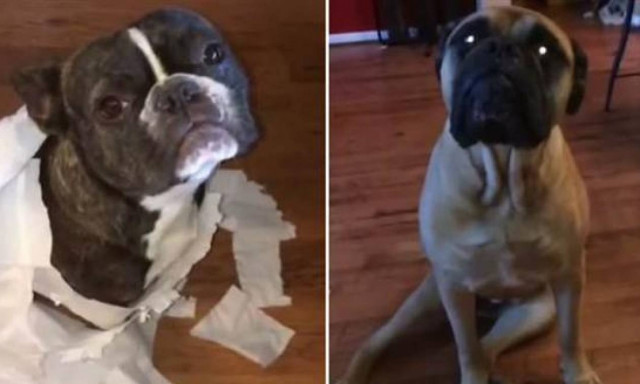 Άμα έχεις τέτοιους… σκύλους τι τους θέλεις τους ρουφιάνους! (video)