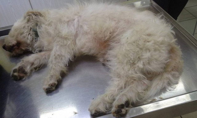 Καβάλα: Πέταξε από γέφυρα τον σκύλο του επειδή ήταν γέρος (photo)