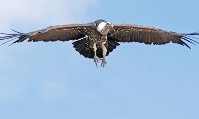 Κρήτη: Οκτώ γύπες επιστρέφουν στο φυσικό τους περιβάλλον