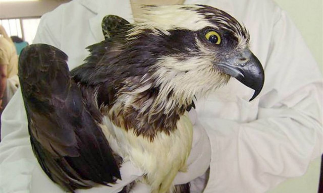 Ψαραετός εντοπίστηκε στον Έβρο πρώτη φορά εκτός μεταναστευτικής περιόδου