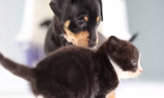 Μια συνάντηση σκέτη... γλύκα (video)