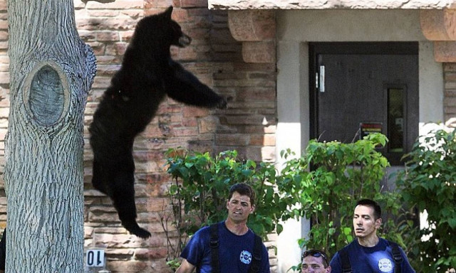 Aρκουδάκι πήγε στο κολλέγιο αλλά δεν το δέχθηκαν (video)