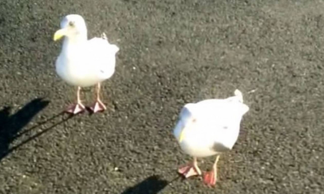 Γλάρος χορεύει… κλακέτες για λίγα πατατάκια! (video)