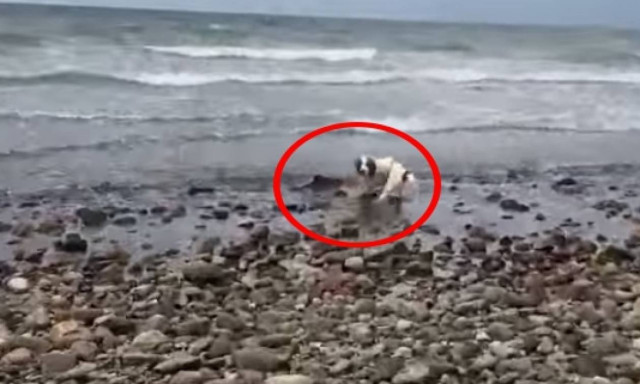 Σκύλος έσωσε… δελφίνι που ξεψυχούσε σε παραλία! (video)