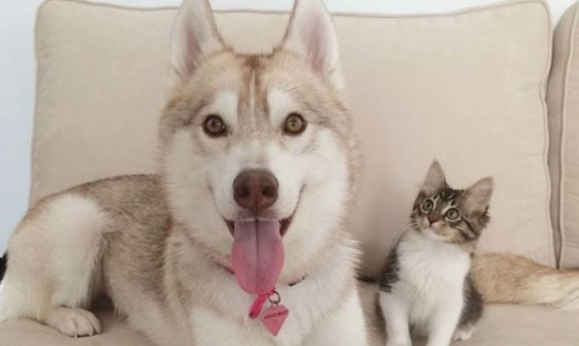 Χάσκι υιοθετεί γατί και το internet υποκλίνεται (video)