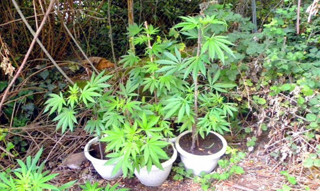 Σέρρες: Συνελήφθη 40χρονος για καλλιέργεια κάνναβης