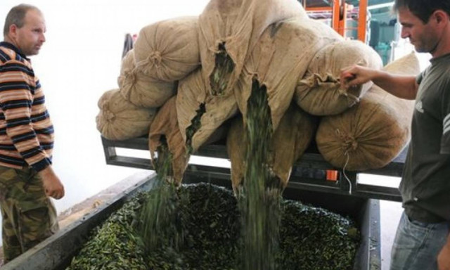 Εγκρίθηκε η επέκταση του ελαιολάδου ΠΟΠ «ΚΑΛΑΜΑΤΑ» σε όλη τη Μεσσηνία