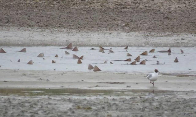 Τρόμος σε βρετανική ακτή: Πενήντα καρχαρίες μια ανάσα από τη στεριά! (video)
