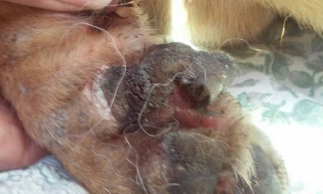 Βόλος: Σύλληψη 59χρονου για κακοποίηση ζώου