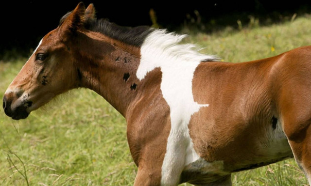 Άλογο γεννήθηκε με σχήμα… αλόγου στην πλάτη του! (video+photos)