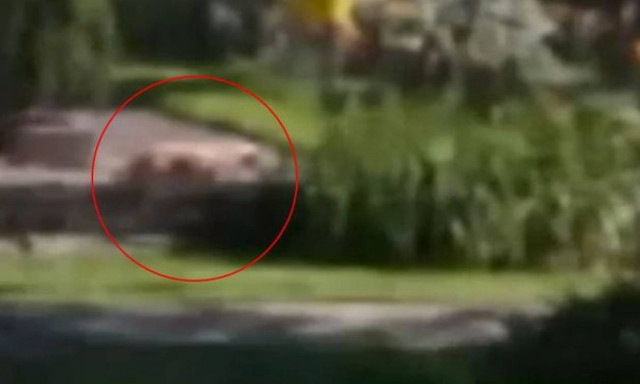 Τρόμος στο Μιλγουόκι: Λιοντάρι κυκλοφορεί ελεύθερο σε κατοικημένη περιοχή! (video)