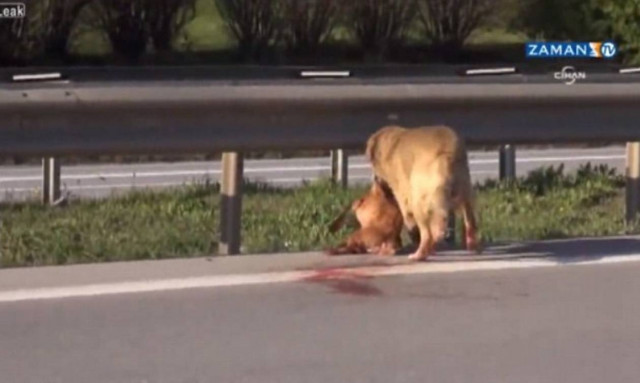 Αν δεν σας συγκινήσει αυτό το βίντεο, δεν ξέρουμε τι μπορεί να το κάνει...