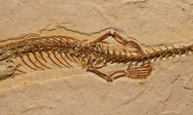 Ανακαλύφθηκε τετράποδο φίδι που ζούσε πριν από 120 εκ. χρόνια